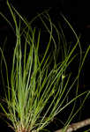 Timid sedge